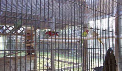 Aviary near me - 36 Hiley Avenue. Mon-Fri 10am - 9pm. Sat 11am - 9pm. Sun 11am - 5pm. Get directions. We are a family-owned and operated aviary located in Ajax, Ontario. We breed different green cheek conure mutations, cockatiels and peach-faced lovebirds. We are a member of Durham Avicultural Society (DAS).